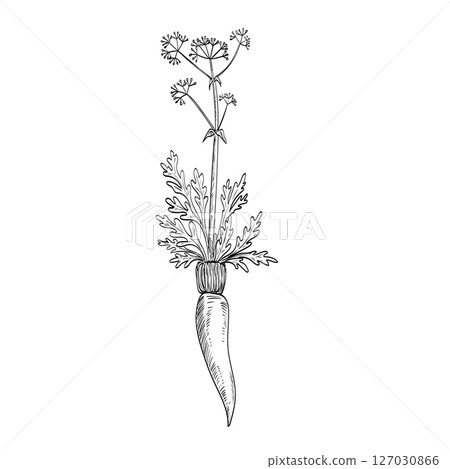 Asafoetida Ferula Assa-Foetida or Asafetida Plant Drawing Asafoetida Ferula Assa-Foetida or Asafetida Plant Drawing 127030866