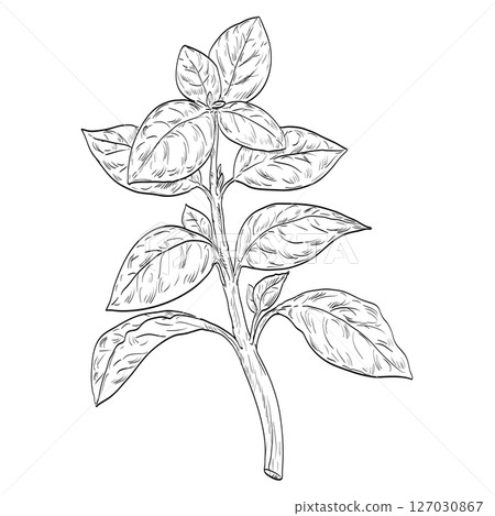 Basil or Ocimum Basilicum Plant Drawing 127030867