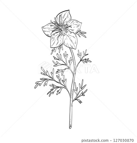 Black Cumin or Nigella Sativa Flowering Plant Drawing Black Cumin or Nigella Sativa Flowering Plant Drawing 127030870