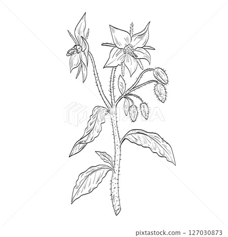Borage Borago Officinalis or Starflower Flowering Plant Drawing 127030873