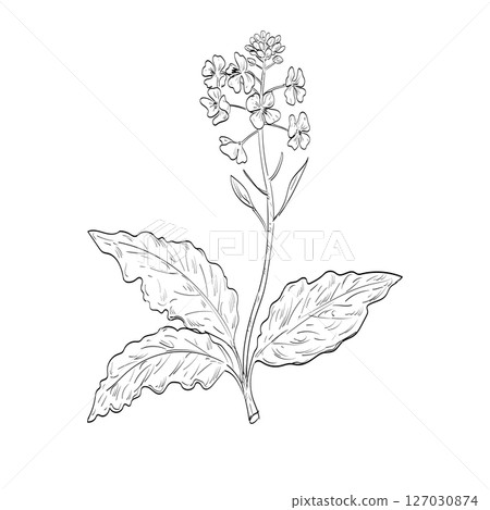 Brassica Juncea or Brown Mustard Flowering Plant Drawing 127030874