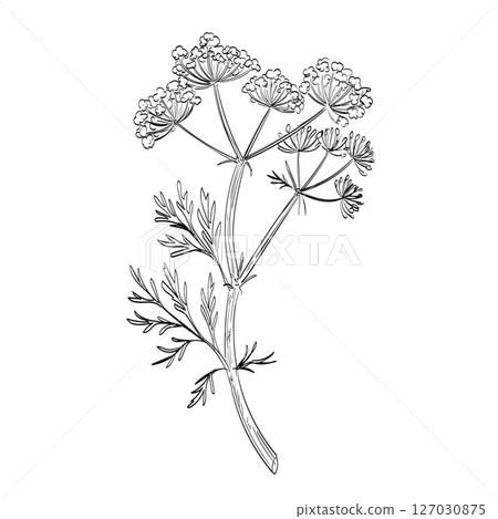 Caraway or Carum Carvi Flowering Plant Drawing 127030875