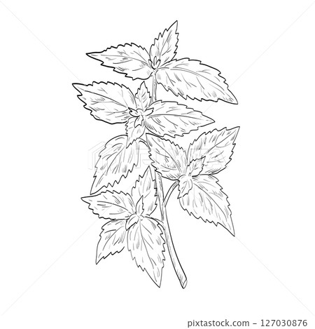 Nepeta Cataria Catnip or Catmint Plant Drawing 127030876