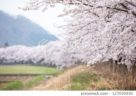 [Natsui's Senbonzakura] Endless rows of cherry blossom trees in full bloom 127030930