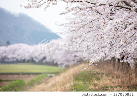 [Natsui's Senbonzakura] Endless rows of cherry blossom trees in full bloom 127030931