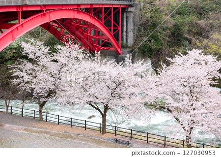 [Roadside Station Tainai] Cherry blossom trees blooming on the riverbed and a red bridge 127030953