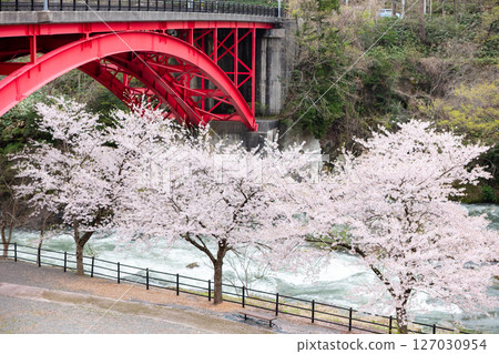 【道之站胎內】河岸櫻花與紅色橋樑 127030954