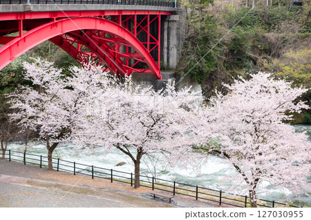 【道之站胎內】河岸櫻花與紅色橋樑 【道之站胎內】河岸櫻花與紅色橋樑 127030955