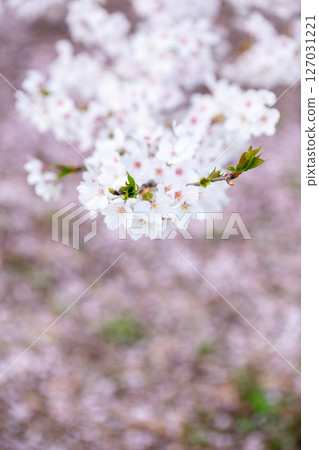 【水道山公園】傍晚的公園櫻花 【水道山公園】傍晚的公園櫻花 127031221