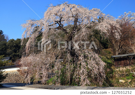 垂枝櫻花 4514 127031252