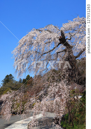 Danjoitozakura (weeping cherry tree) 9320 127031263