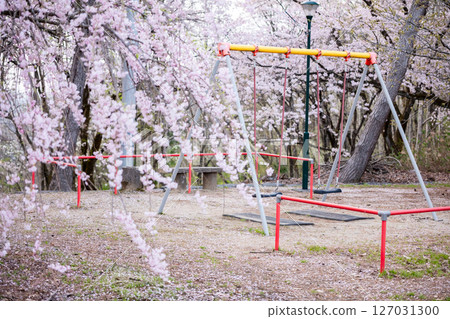 [Suidoyama Park] Cherry blossoms blooming in the evening and a swing 127031300