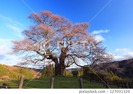 Daigo Sakura 8893 127031320