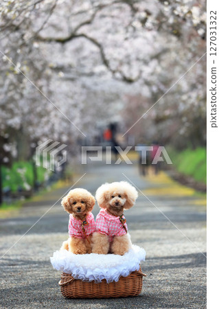 Poodle dog 9086 Poodle dog 9086 127031322