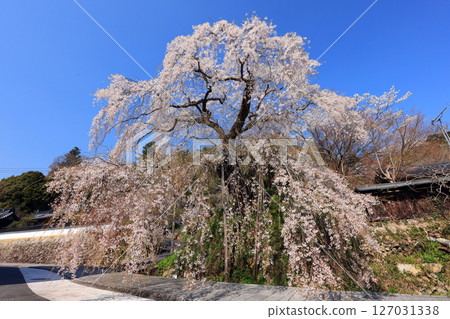 Danjoitozakura (weeping cherry tree) 9442 127031338