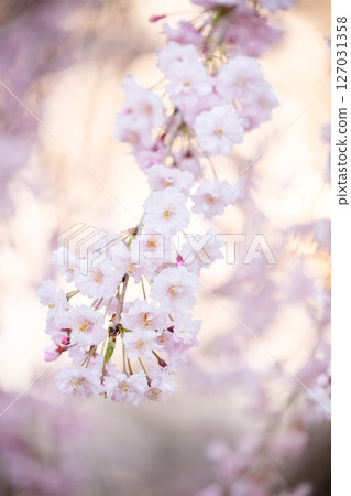 [Suidoyama Park] Cherry blossoms blooming in the park in the evening 127031358