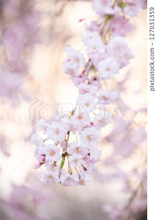 [Suidoyama Park] Cherry blossoms blooming in the park in the evening 127031359