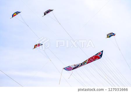 Shirane Giant Kite Battle 2025 Giant Kites and Rolled Kites 127031666