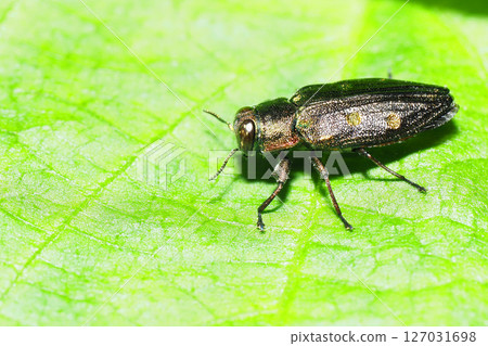 A kind of buprestid beetle 127031698