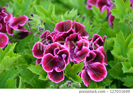 Pelargonium natsuzakienjikuaoi pelargonium Pelargonium natsuzakienjikuaoi pelargonium 127031699
