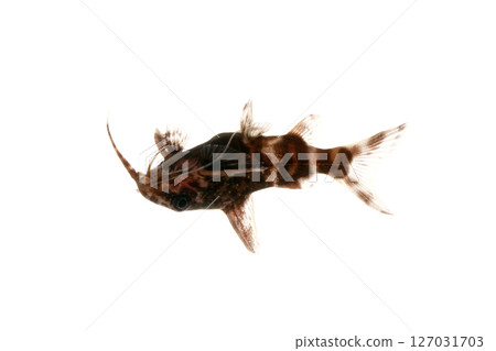 倒立鯰魚，Synodontis，白色背景 127031703