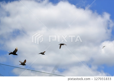 A blue sky and a pigeon 127031833