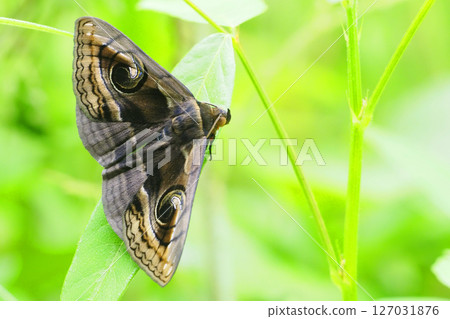 Haguruma Tomoe 127031876