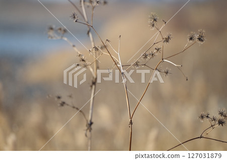 河岸邊的紫草和雜草 127031879