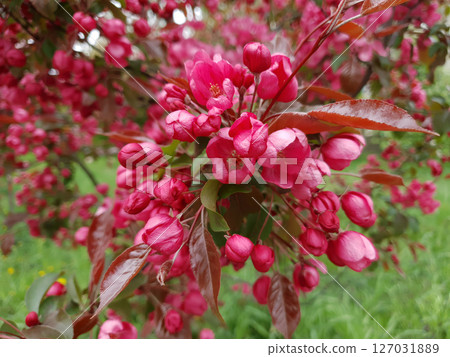 Closeup lush flowering paradise apple tree or Malus niedzwetzkyana ornamental plant in full blossom with vivid pink red flowers on branch in spring garden. Springtime floral background, soft focus. 127031889