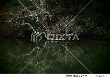 冬日枯死的樹木和水中的倒影 冬日枯死的樹木和水中的倒影 127032015