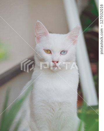 Oddai的白貓 127032016