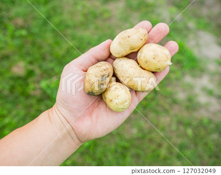 Holding freshly picked potatoes in the palm of one's hand Agriculture Holding freshly picked potatoes in the palm of one's hand Agriculture 127032049