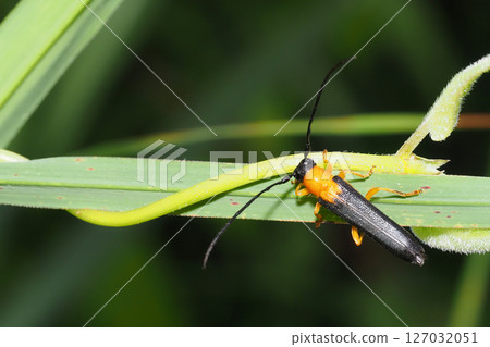 A type of apple longhorn beetle 127032051
