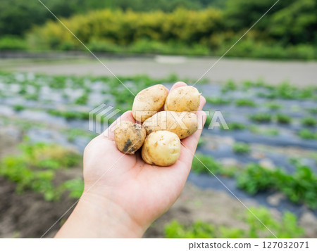 手捧新鮮採摘的馬鈴薯 農業 手捧新鮮採摘的馬鈴薯 農業 127032071