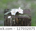 Cherry Blossoms	 127032075