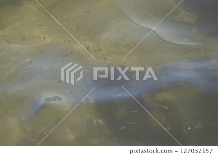 A group of small fish 127032157