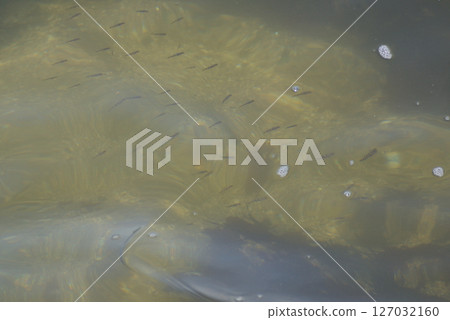 A group of small fish 127032160