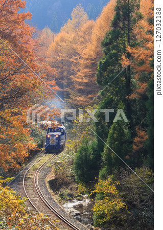 The Okuizumo Orochi train moves through an S-shaped curve in the forest, where autumn leaves shine in the backlight. 127032188
