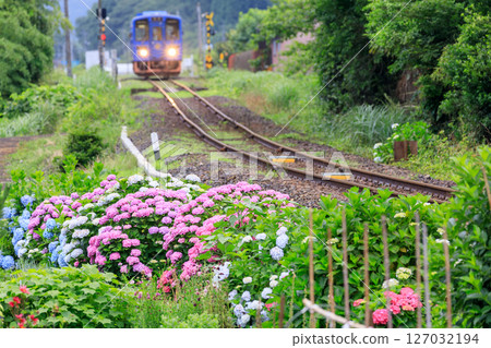 Colorful hydrangeas blooming with the Wakasa Railway diesel train in the background Colorful hydrangeas blooming with the Wakasa Railway diesel train in the background 127032194