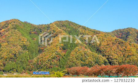 若狹鐵道的柴油列車在色彩繽紛的秋葉映襯下穿越八頭川。 127032210