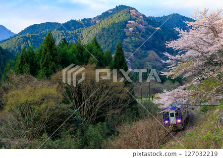 清晨,關西本線的柴油列車駛向龜山,途經盛開的櫻花林。 清晨,關西本線的柴油列車駛向龜山,途經盛開的櫻花林。 127032219