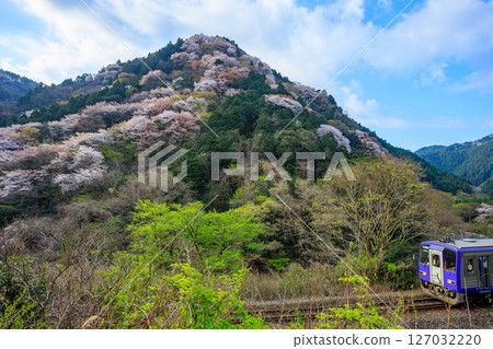 A diesel train on the Kansai Main Line heading towards Kameyama early in the morning, with cherry blossoms in full bloom. 127032220