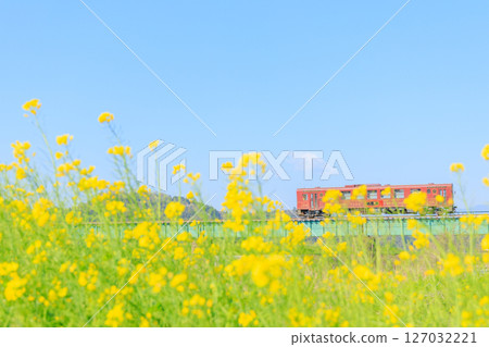 The Wakasa Railway quietly crosses the Yato River, where rape blossoms bloom along the riverbank. The Wakasa Railway quietly crosses the Yato River, where rape blossoms bloom along the riverbank. 127032221