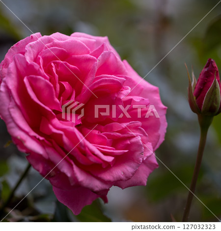 Rose flowers blooming in early summer 127032323