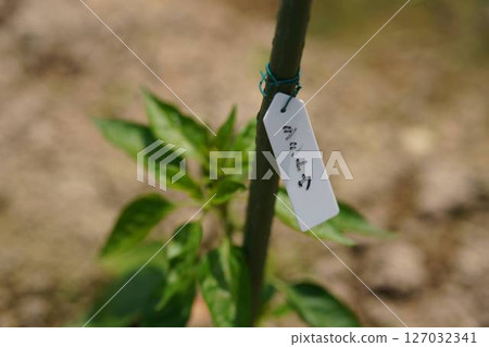 Freshly planted shishito pepper seedlings Freshly planted shishito pepper seedlings 127032341