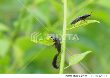 A type of click beetle (mating) 127032364