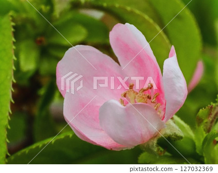 Karin's flower 127032369
