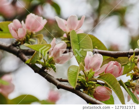 Karin's flower 127032371