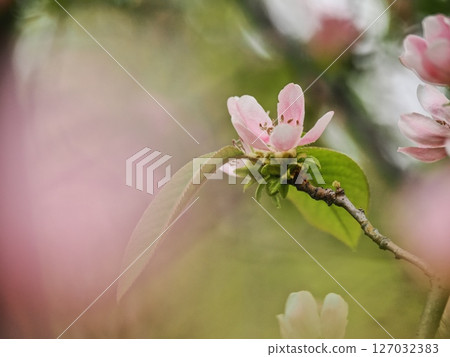 卡琳的花 127032383