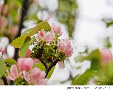 卡琳的花 127032385